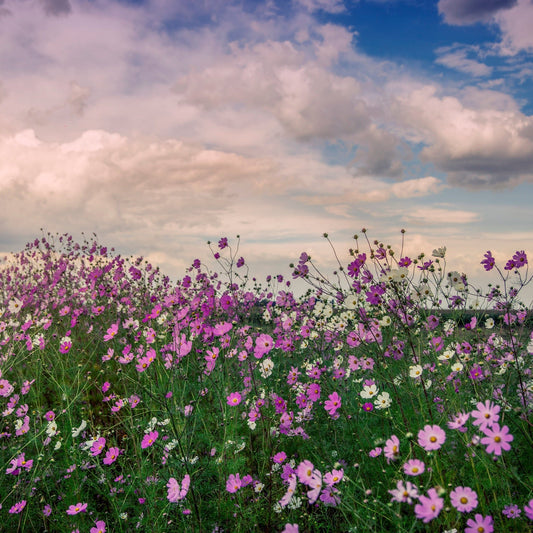 Let the World Bloom - Rhythm & Hues