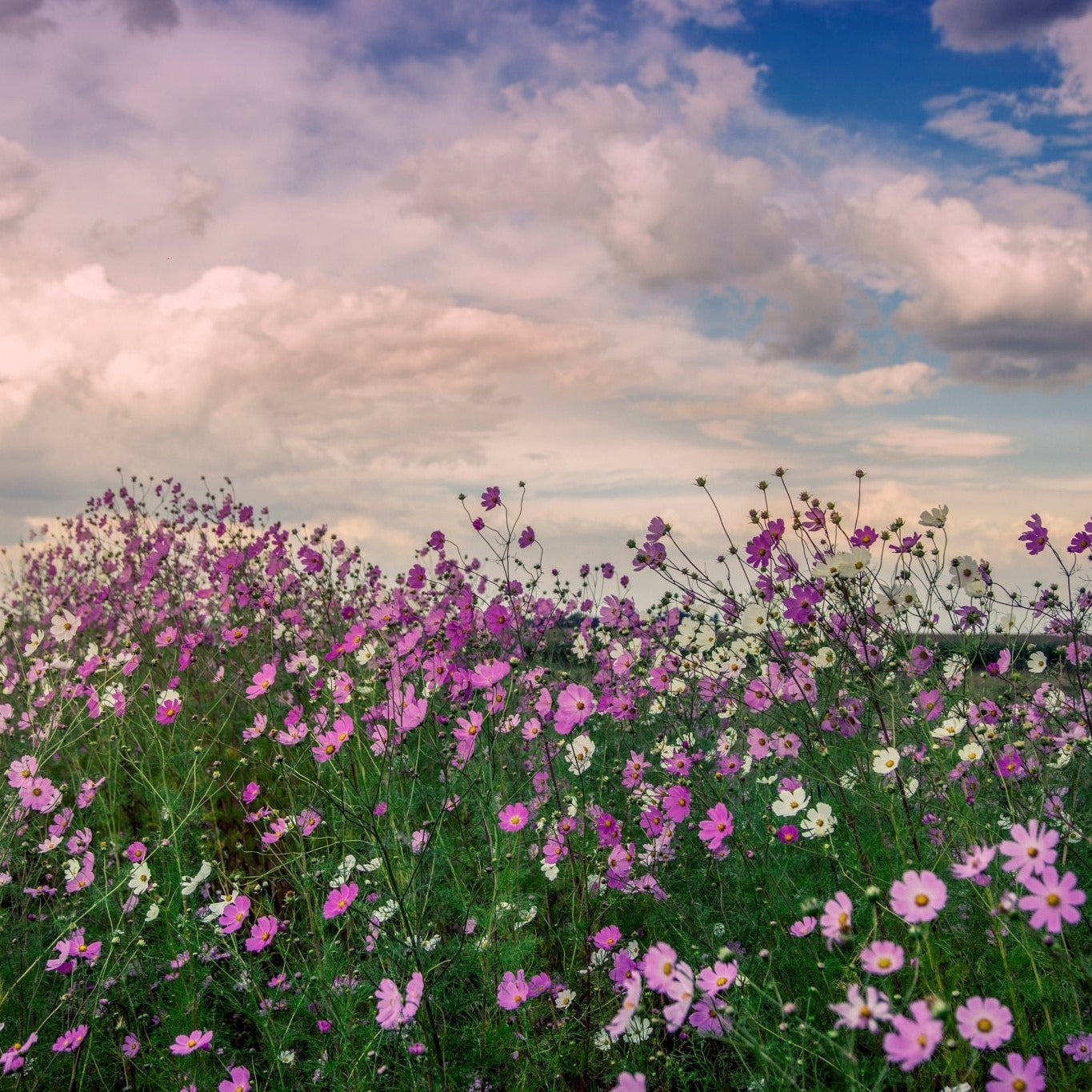 Let the World Bloom - Rhythm & Hues