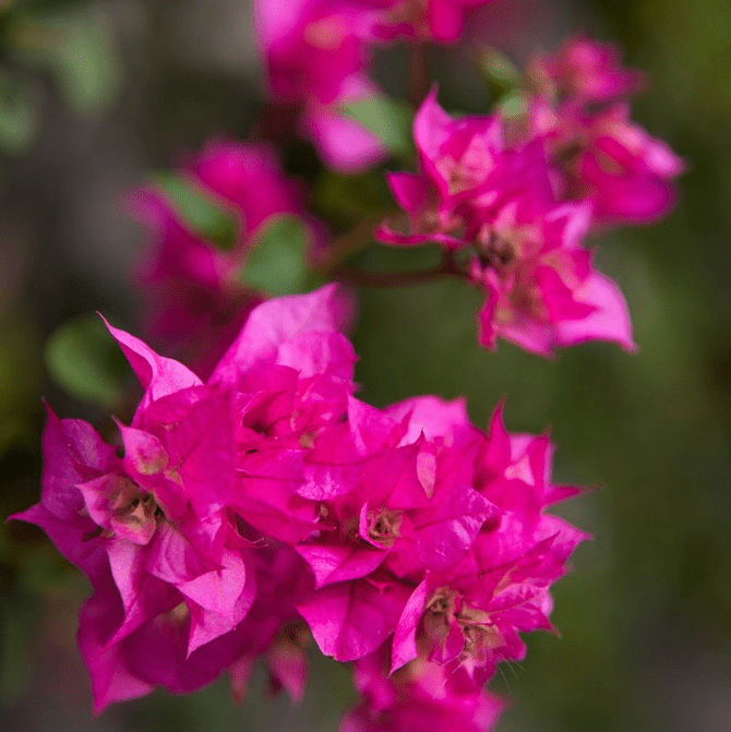 Unapologetically Blooming - Rhythm & Hues