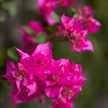 Unapologetically Blooming - Rhythm & Hues