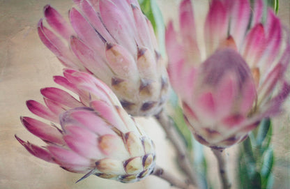 Still, the Protea - Rhythm & Hues