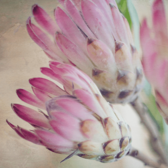 Still, the Protea - Rhythm & Hues