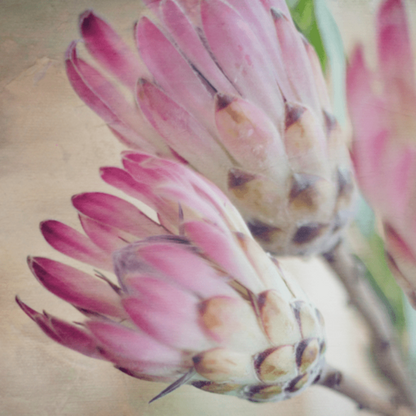 Still, the Protea - Rhythm & Hues